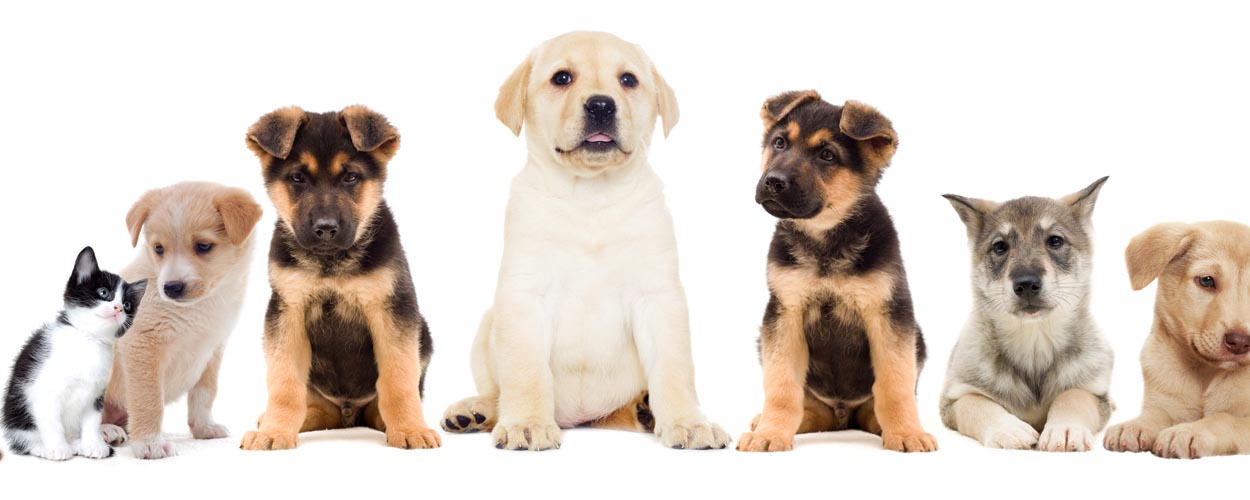 Animal Transportation Charter