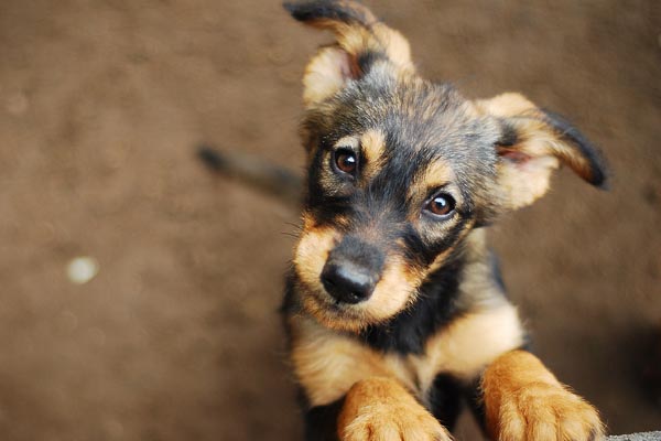 Dogs - Animal Transportation Charter