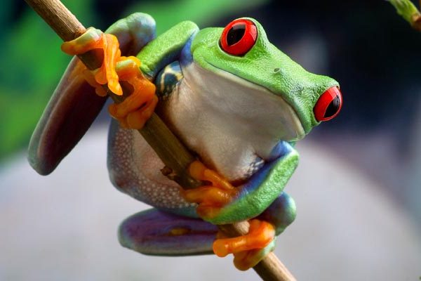 Exotics - Animal Transportation Charter