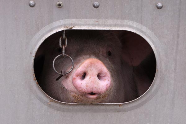 Livestock - Animal Transportation Charter