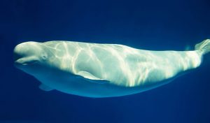 Beluga Whale