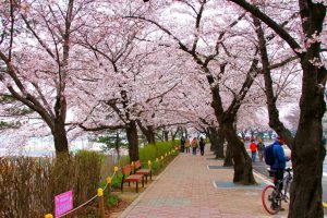 Private Charters to the 2019 Yeouido Cherry Blossom Festival