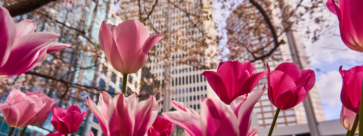 Jet Charters to Charlotte