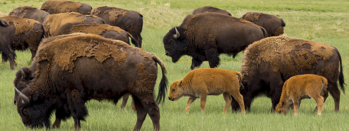 Private Jet to Denver