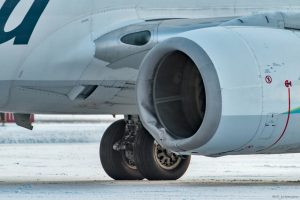 wildlife runway collisions