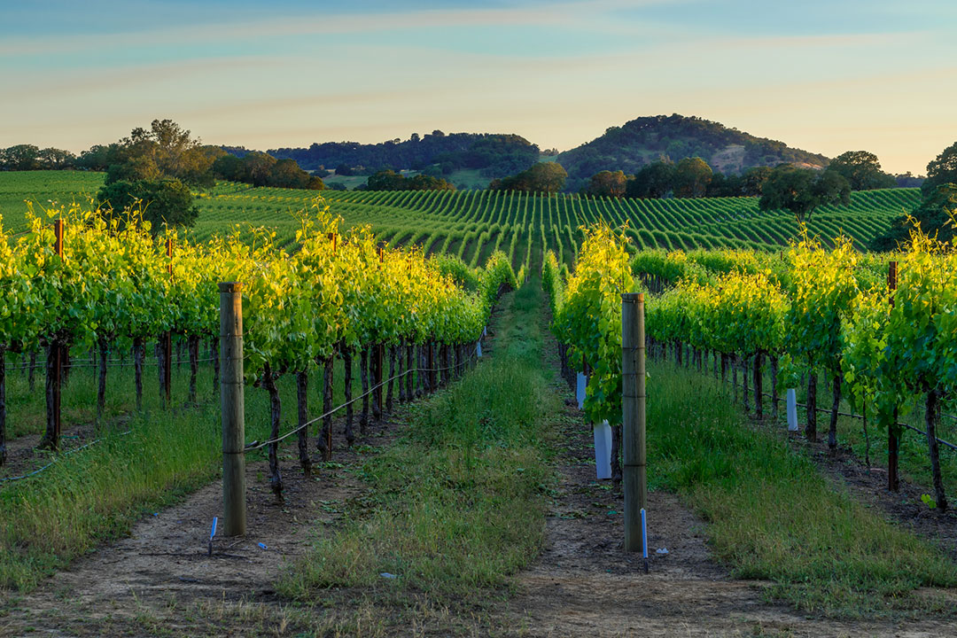 Sunset in the vineyards of Sonoma County, CA