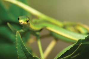 A rough green snake ( Opheodrys Aestivus ) stretching out