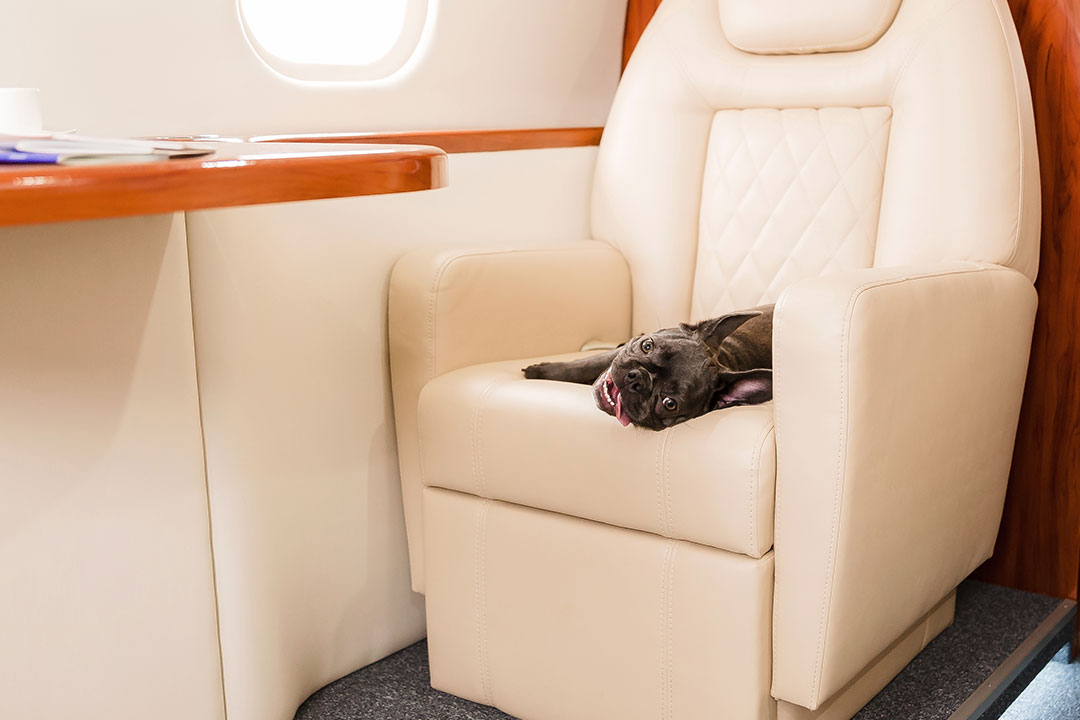 Private Jet Pets: Requirements, Cabin Comfort, and Planning Tips for Flying with Animals